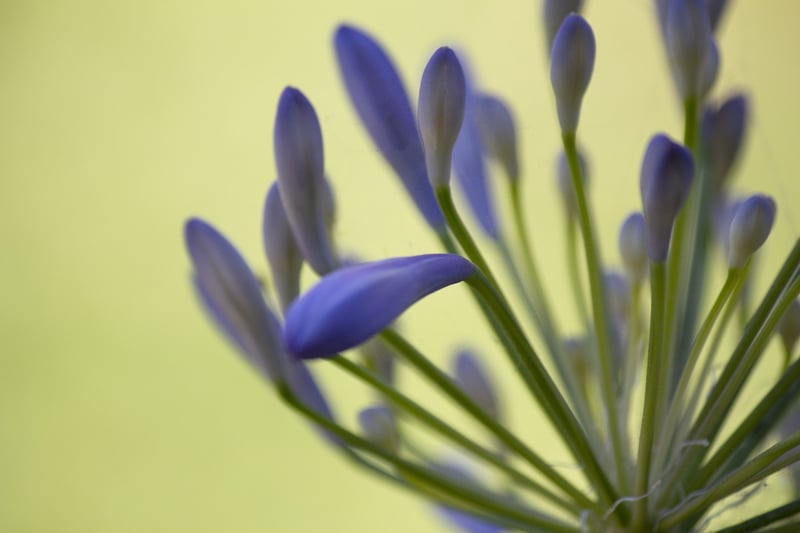 Enchanted Petals