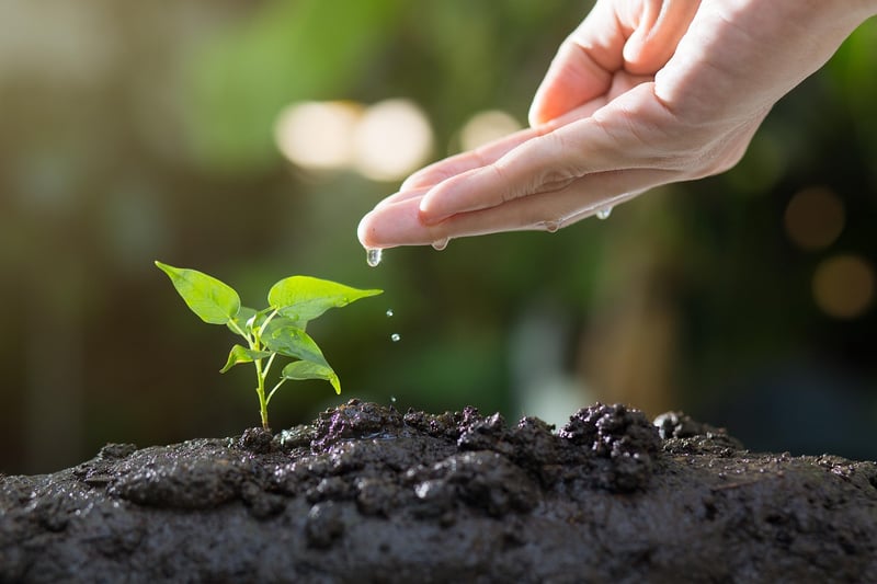 Garden Nurturing
