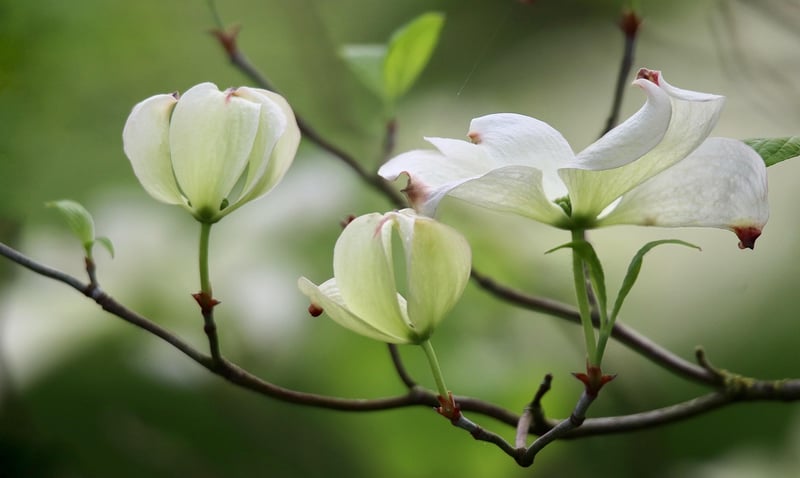 Spellbinding Blossoms